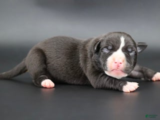American Bully dogs Pearl - Ad 29