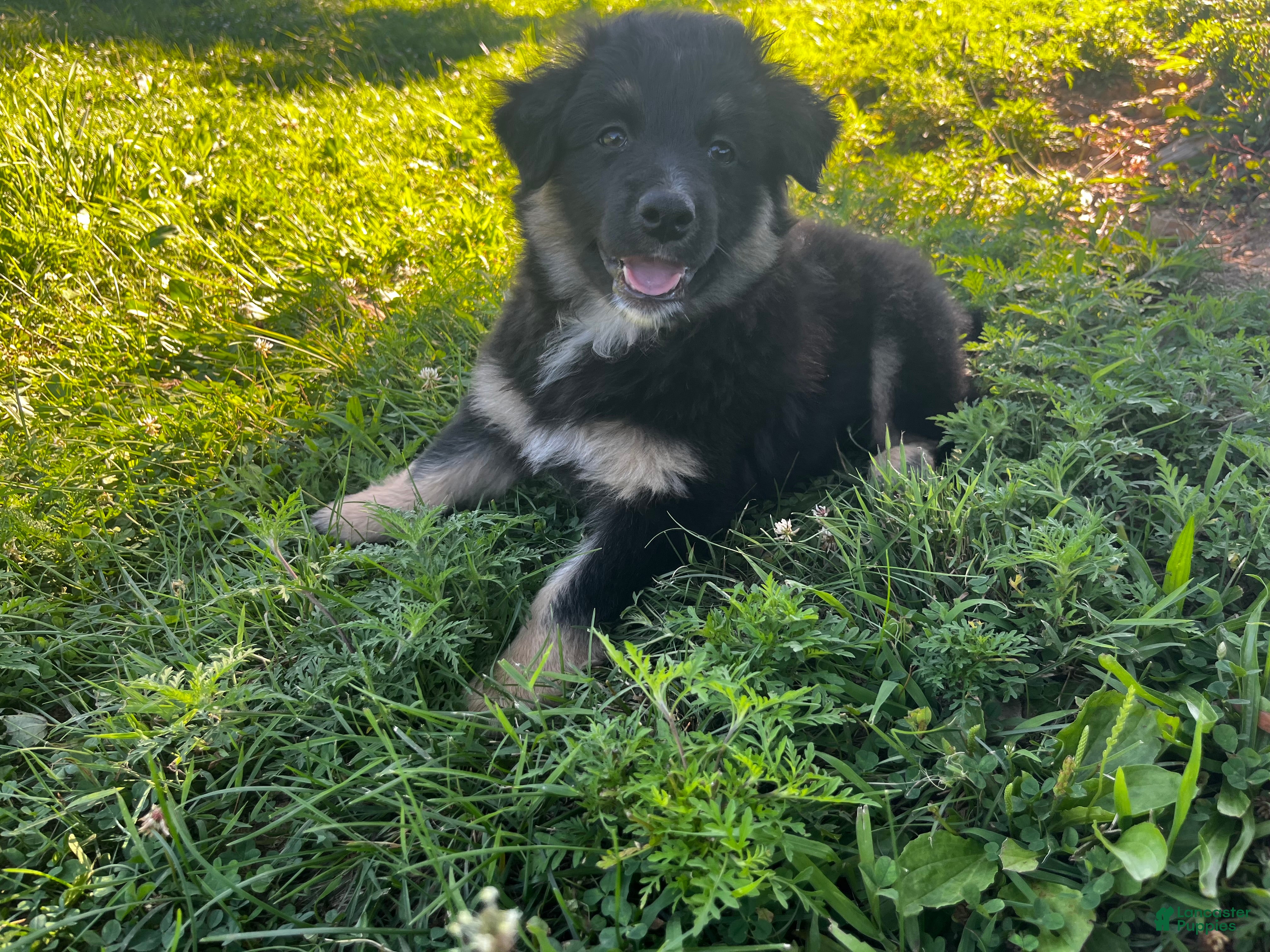 Miniature Australian Shepherd dogs Jax - Ad 6