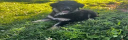Miniature Australian Shepherd dogs for sale: Jax - Ad 1