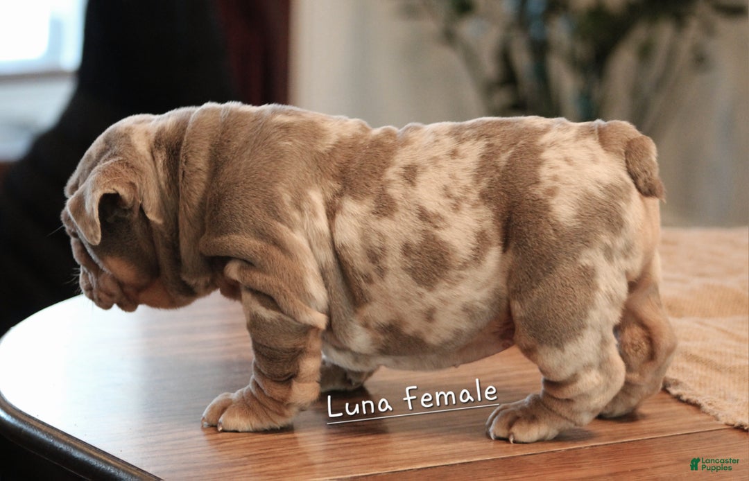 English Bulldog dogs for sale: English Bulldog Puppy 2 - Ad 6