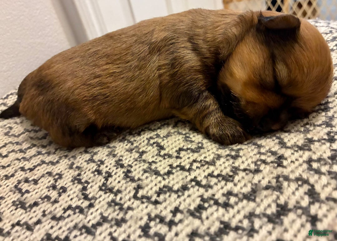 Mixed Breed dogs for sale: Miracle  - Ad 3