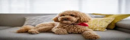 Cavapoo dogs for sale: Cavapoo Puppy 3 - Ad 2