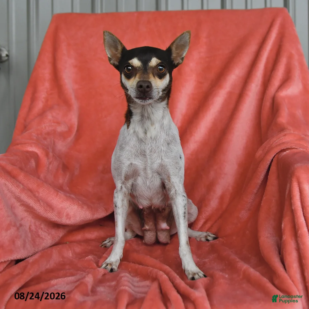 Rat Terrier dogs for sale: Flicka - Ad 4