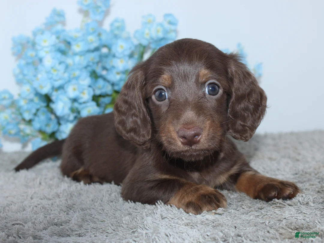 Miniature Dachshund dogs for sale: Lyle - Ad 2