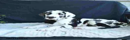 Great Dane dogs for sale: Chase - Ad 8
