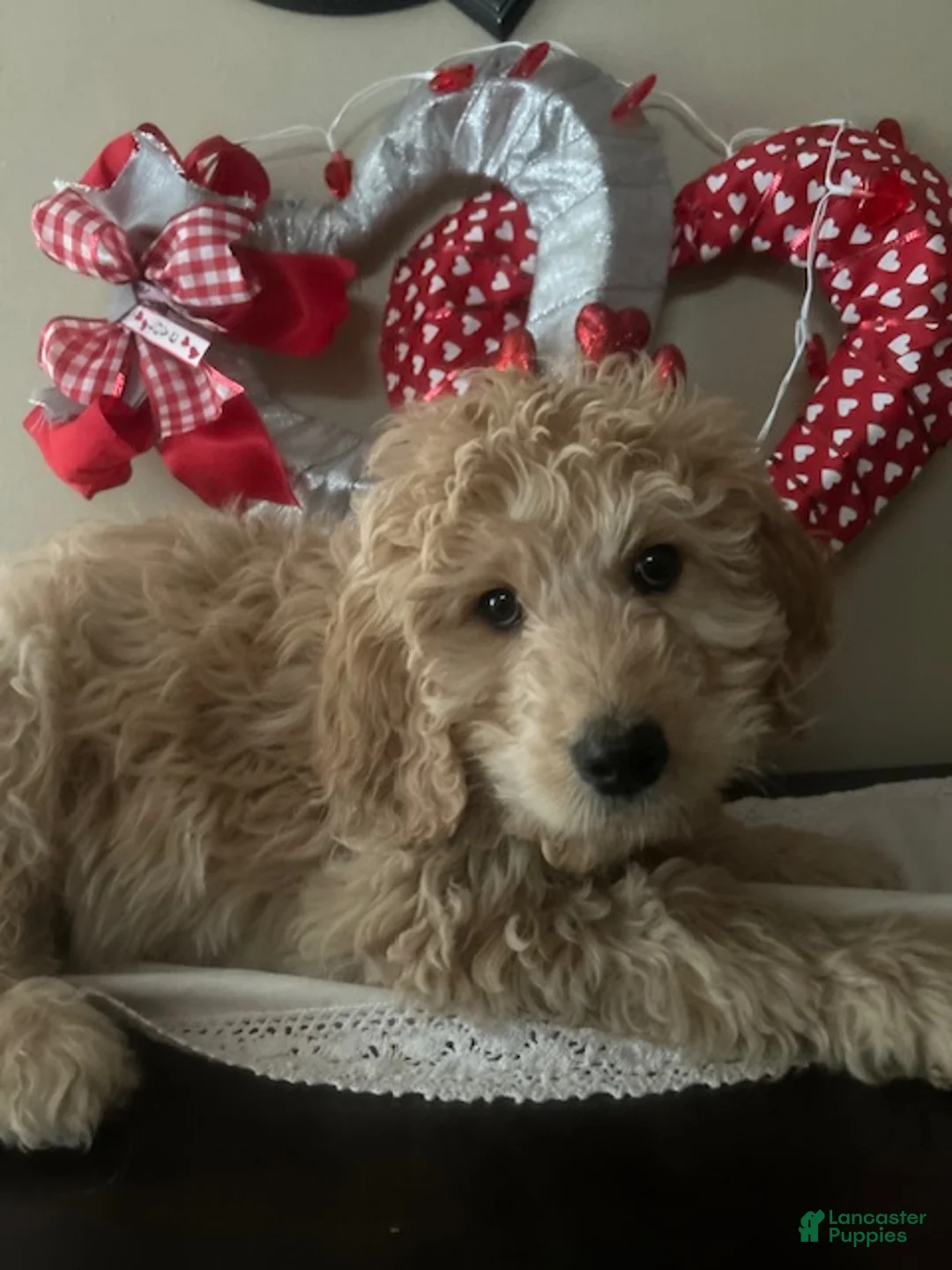 Goldendoodle dogs for sale: Goldendoodle Puppy 1 - Ad 1