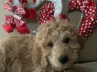 Goldendoodle dogs Goldendoodle Puppy 1 - Ad 24