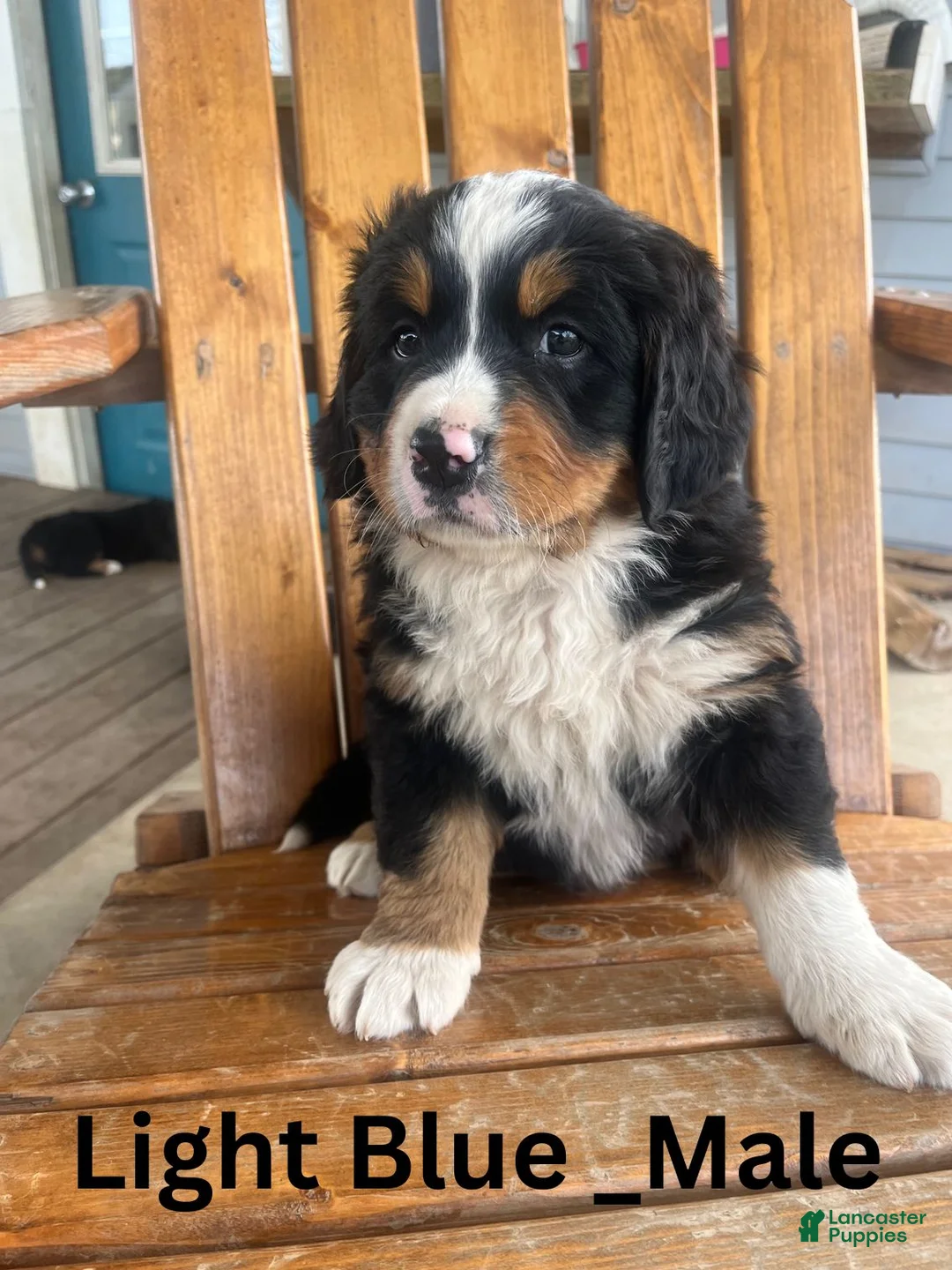 Bernese Mountain Dog dogs for sale: Light Blue  - Ad 1