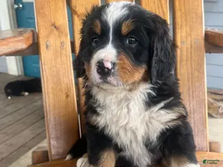 Bernese Mountain Dog dogs Light Blue - Ad 40