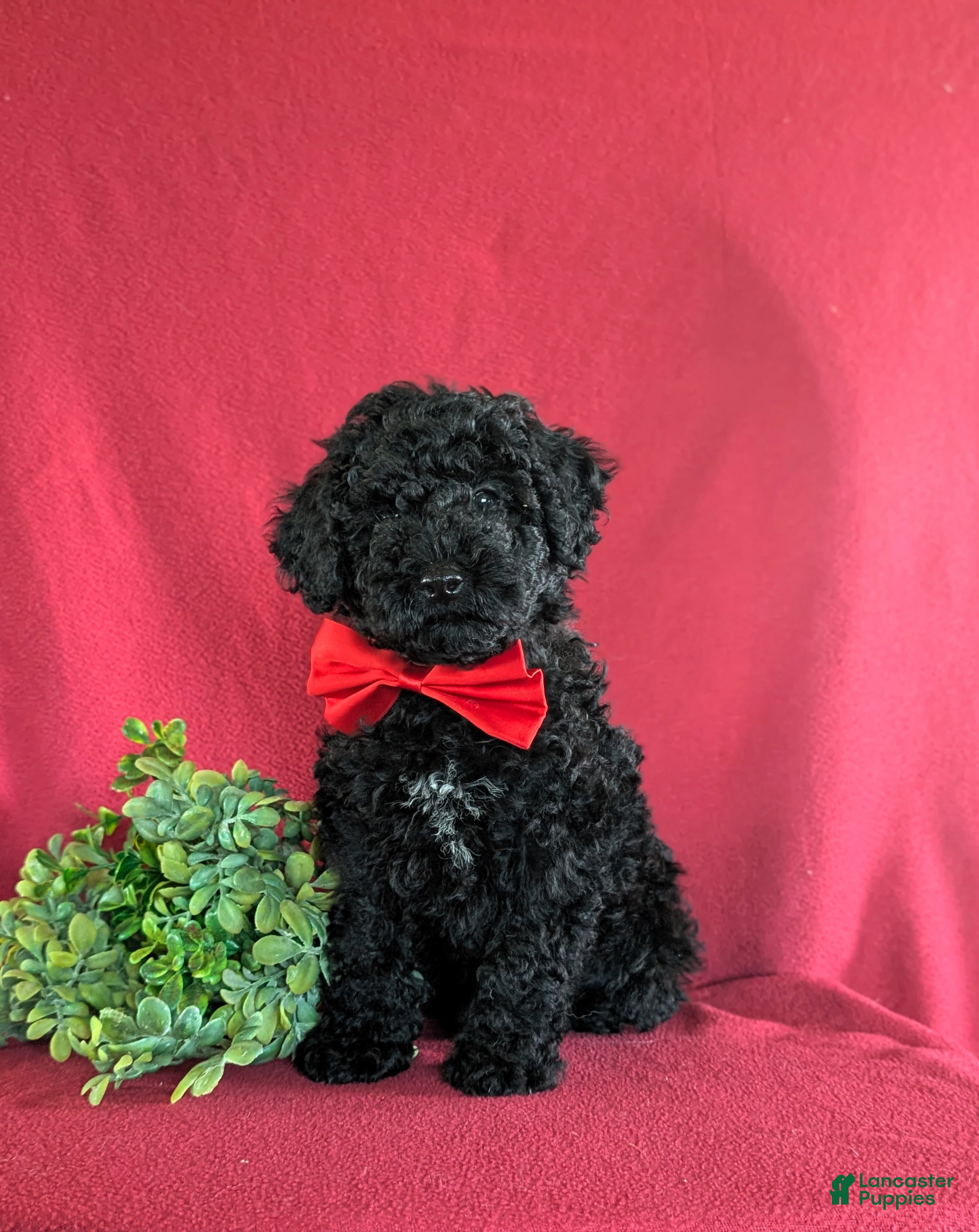 Miniature Poodle dogs Daine - Ad 1