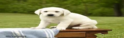 Labrador Retriever dogs for sale: Shasta - Ad 4
