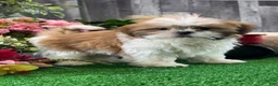 Shih Tzu dogs for sale: Shep - Ad 3
