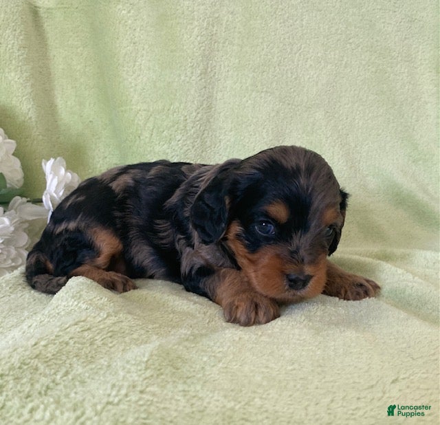 Cavapoo dogs Nova- blue merle - Ad 1
