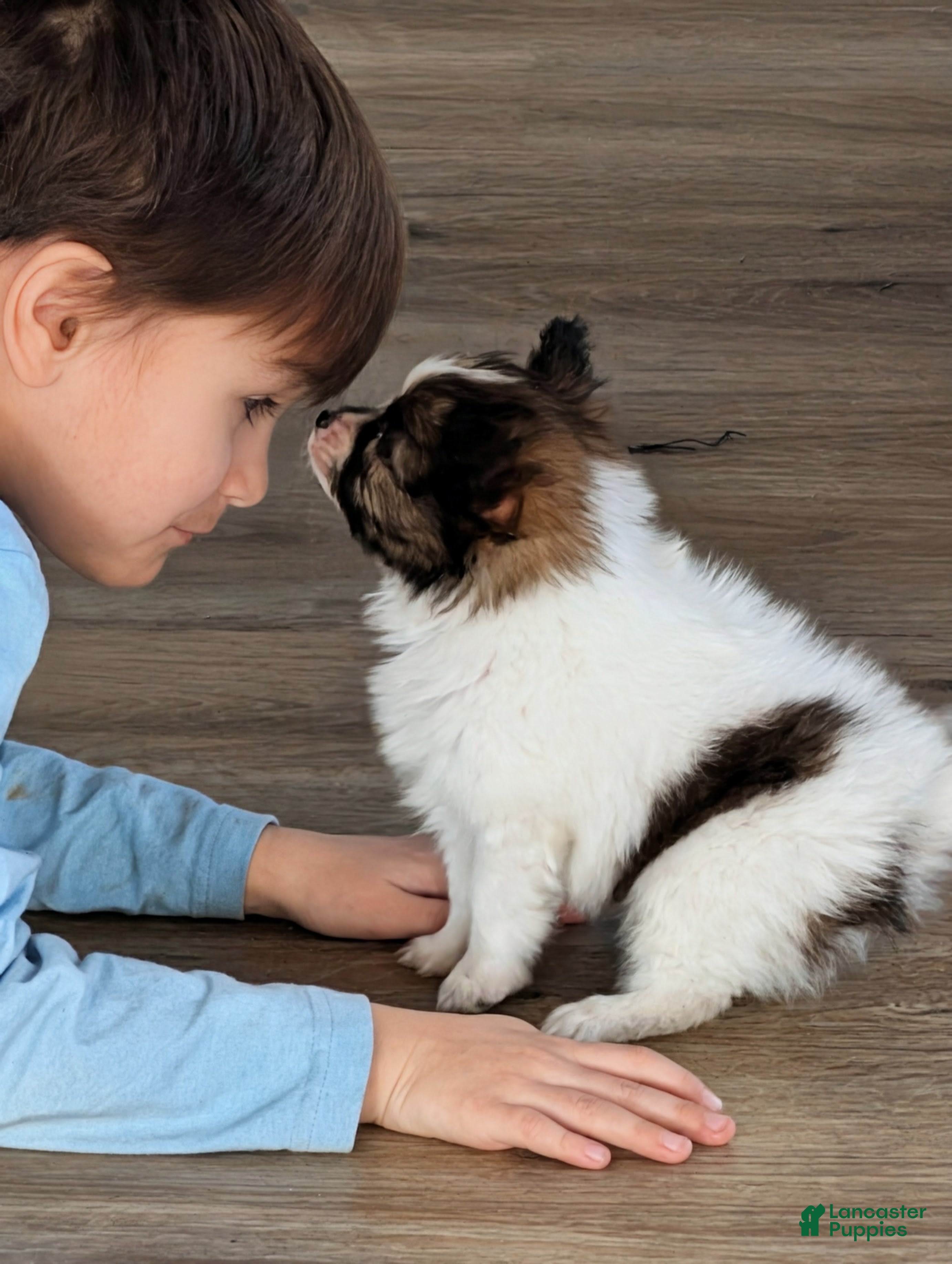 Papillon dogs Uno - Ad 2