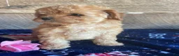 Cavapoochon dogs for sale: Jane - Ad 2