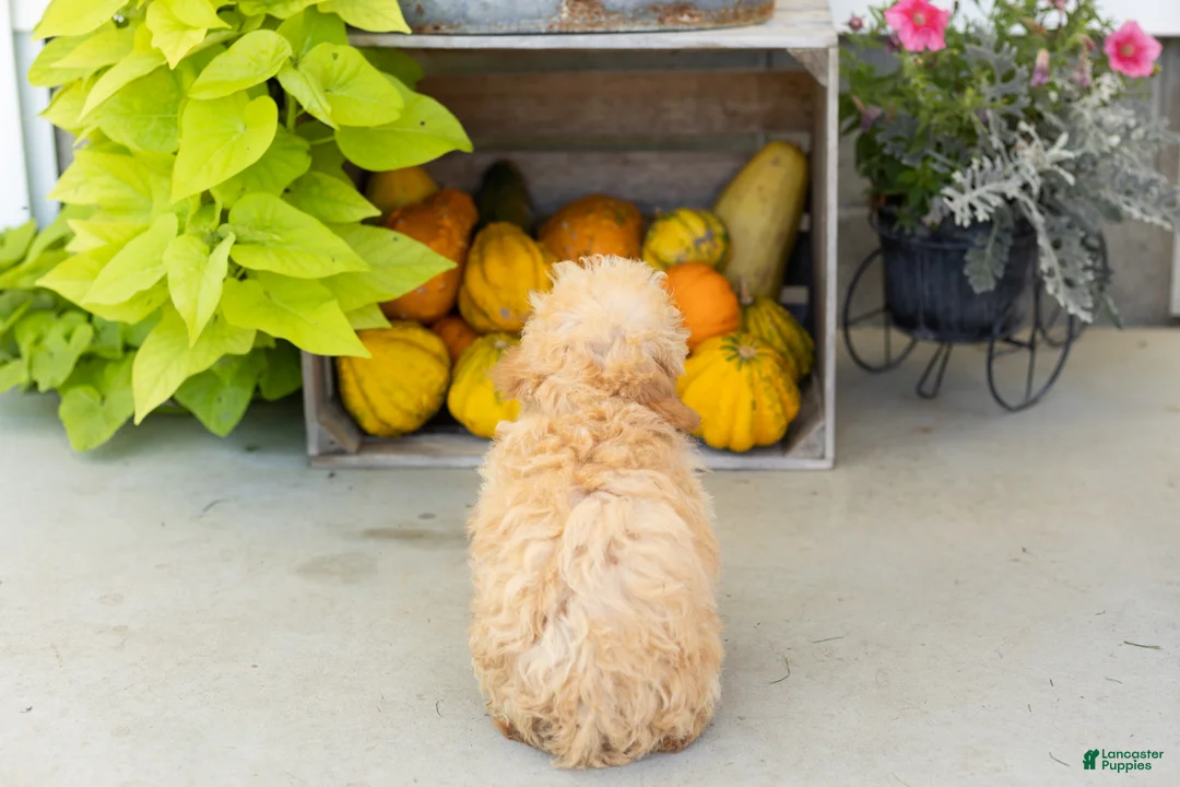 Miniature Poodle dogs for sale: Taby  - Ad 5