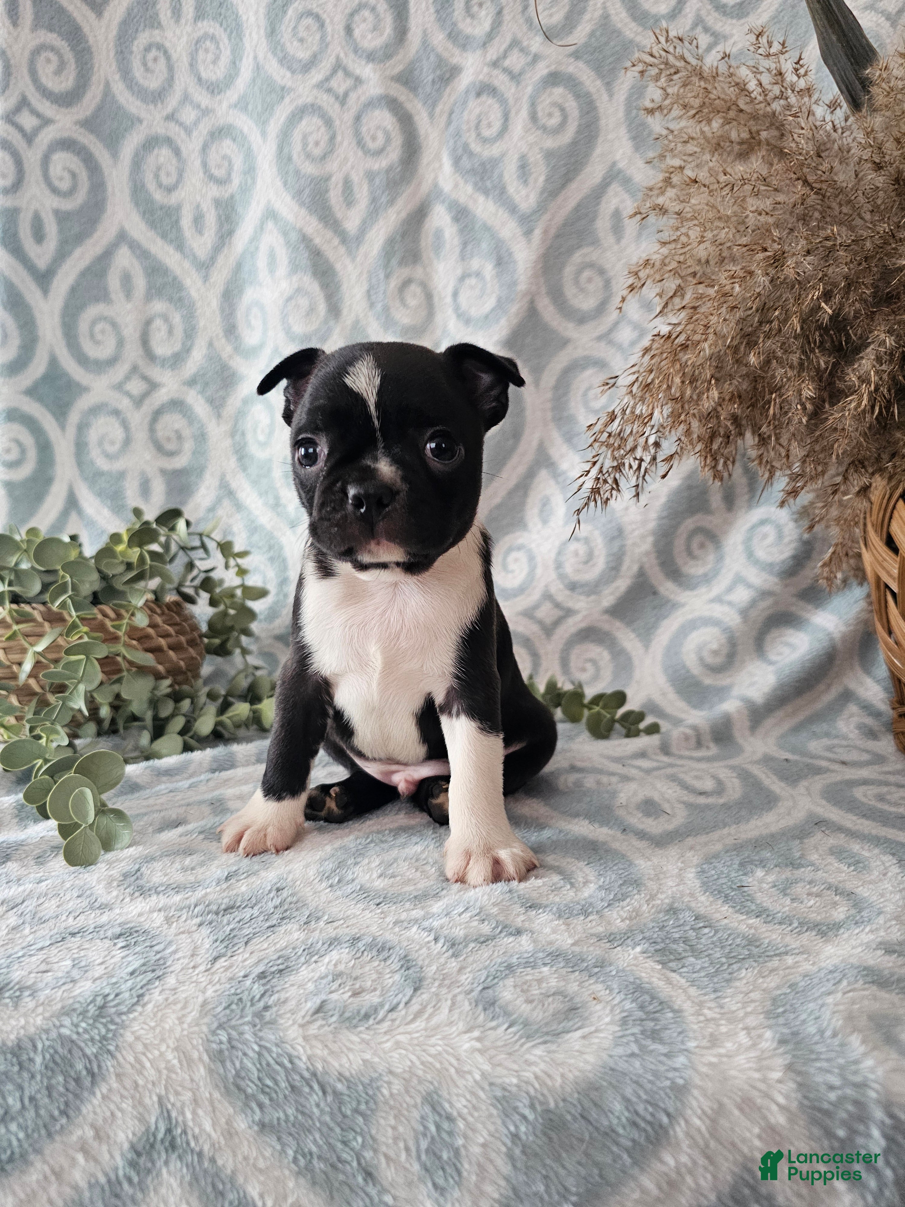 Boston Terrier dogs Boston Terrier Puppy 2 - Ad 29