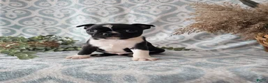 Boston Terrier Puppy 2