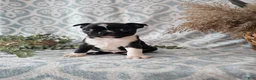 Boston Terrier dogs for sale: Boston Terrier Puppy 2 - Ad 1