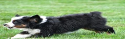 Miniature Australian Shepherd dogs for sale: Wilbur - Ad 5