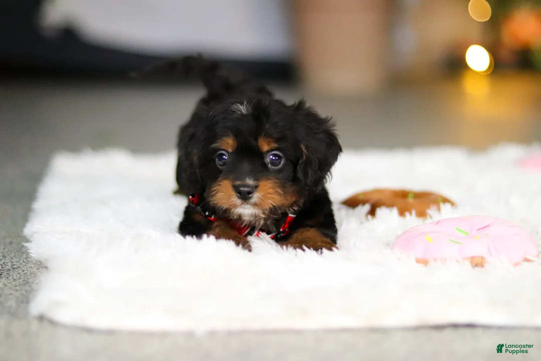Cavapoo dogs for sale: Charlie - Ad 5