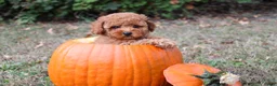Toy Poodle dogs for sale: Caspian - Ad 11