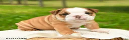 English Bulldog dogs for sale: Hank - Ad 3