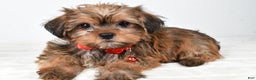 Shorkie dogs for sale: Pebbels - Ad 1