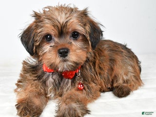 Shorkie dogs Pebbels - Ad 13