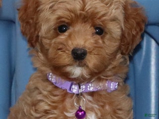 Havapoo dogs Eva 👨👨👧👦💞🐕 - Ad 39