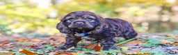 Cocker Spaniel dogs for sale: Jettson - Ad 7