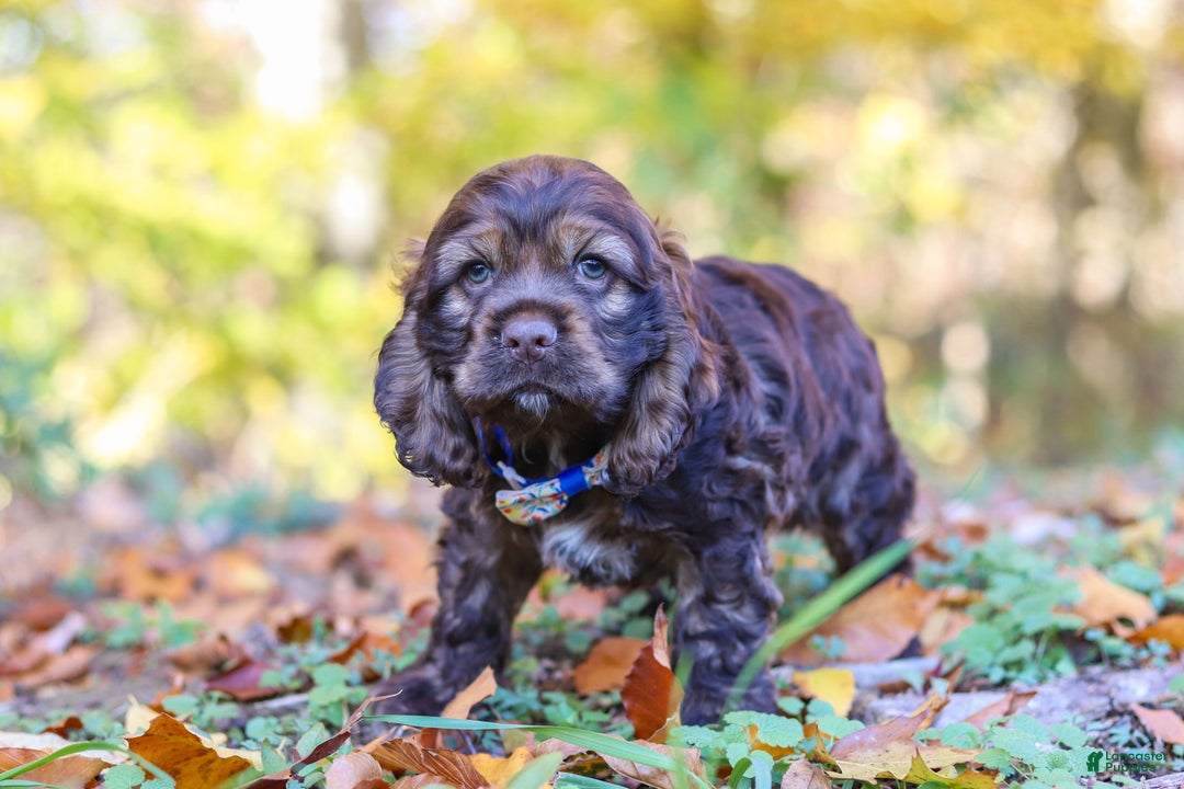 Cocker Spaniel dogs for sale: Jettson - Ad 7