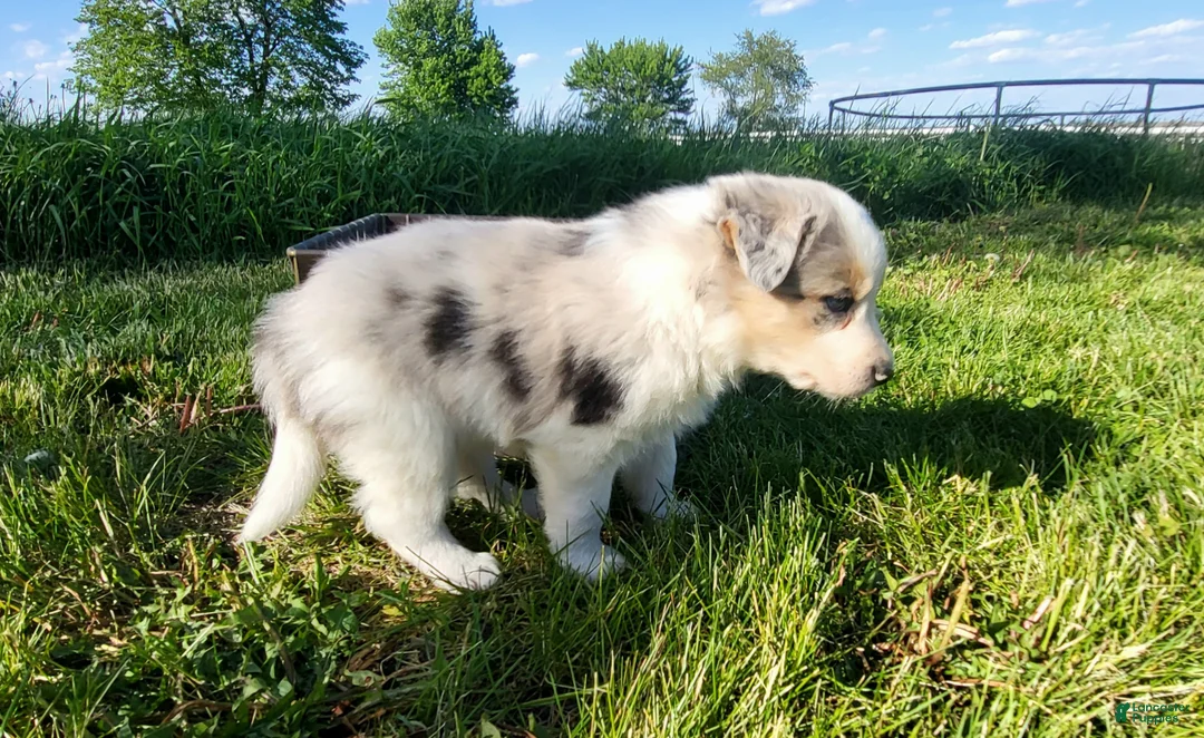 Border Collie dogs for sale: Border Collie Puppy 1 - JAX - Ad 2