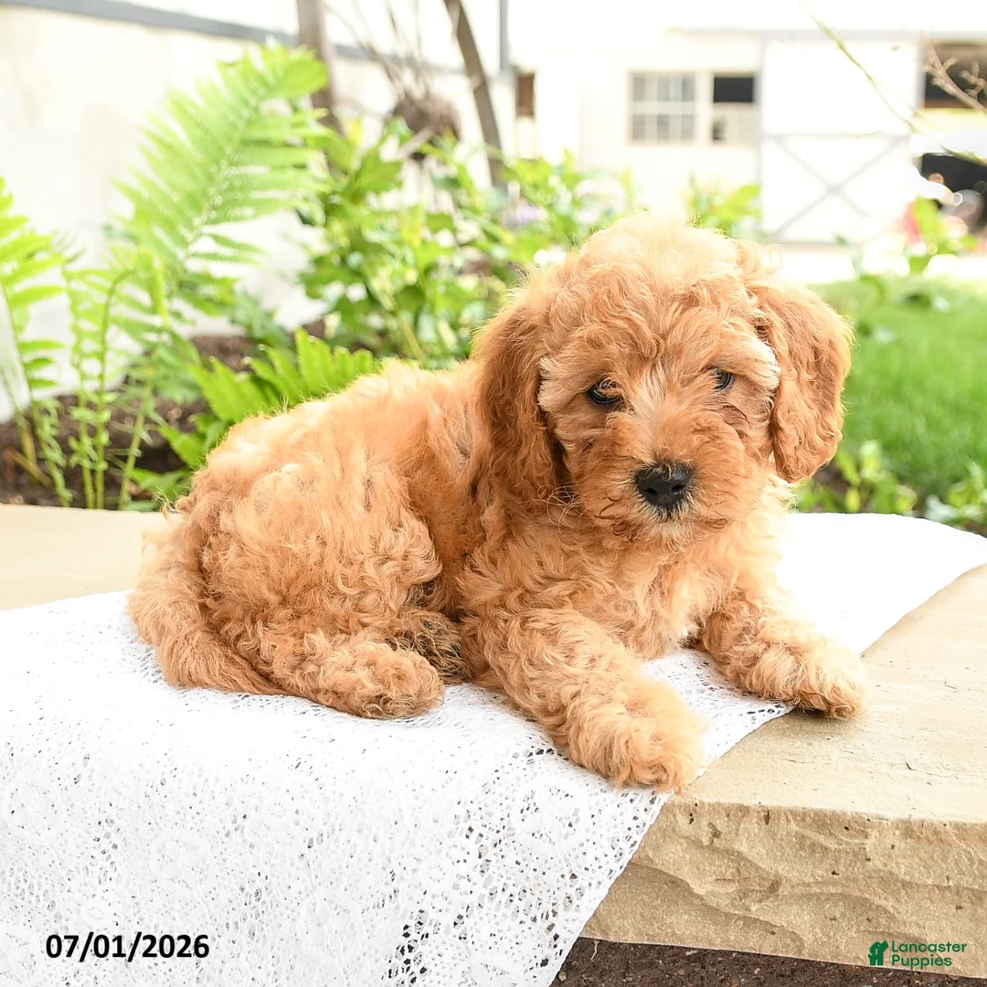 Miniature Poodle dogs for sale: Happy - Ad 1