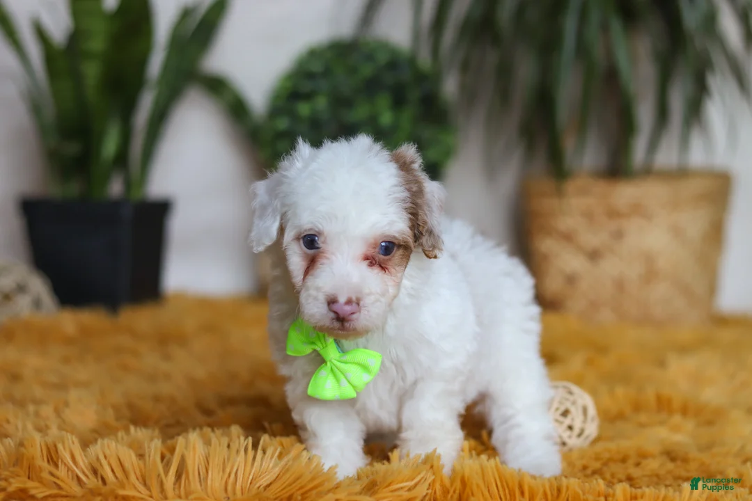 Yorkiepoo dogs for sale: Maxime - Ad 5
