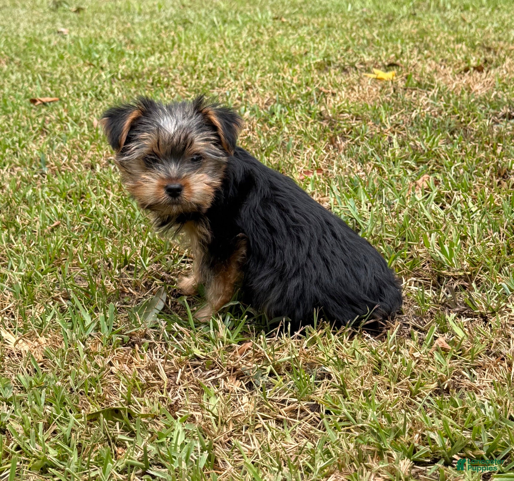 Yorkshire Terrier dogs Yorkshire Terrier 3 - Ad 2