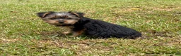 Yorkshire Terrier dogs for sale: Yorkshire Terrier 3 - Ad 2