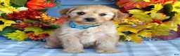 Cavapoo dogs for sale: Hudson - Ad 5