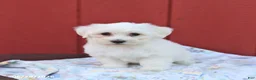 Maltese dogs for sale: Norman - Ad 3
