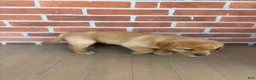 Labrador Retriever dogs for sale: Peanut - Ad 4