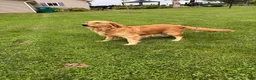 Golden Retriever dogs for sale: Motley - Ad 22