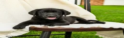 Labrador Retriever dogs for sale: Lyla - Ad 2