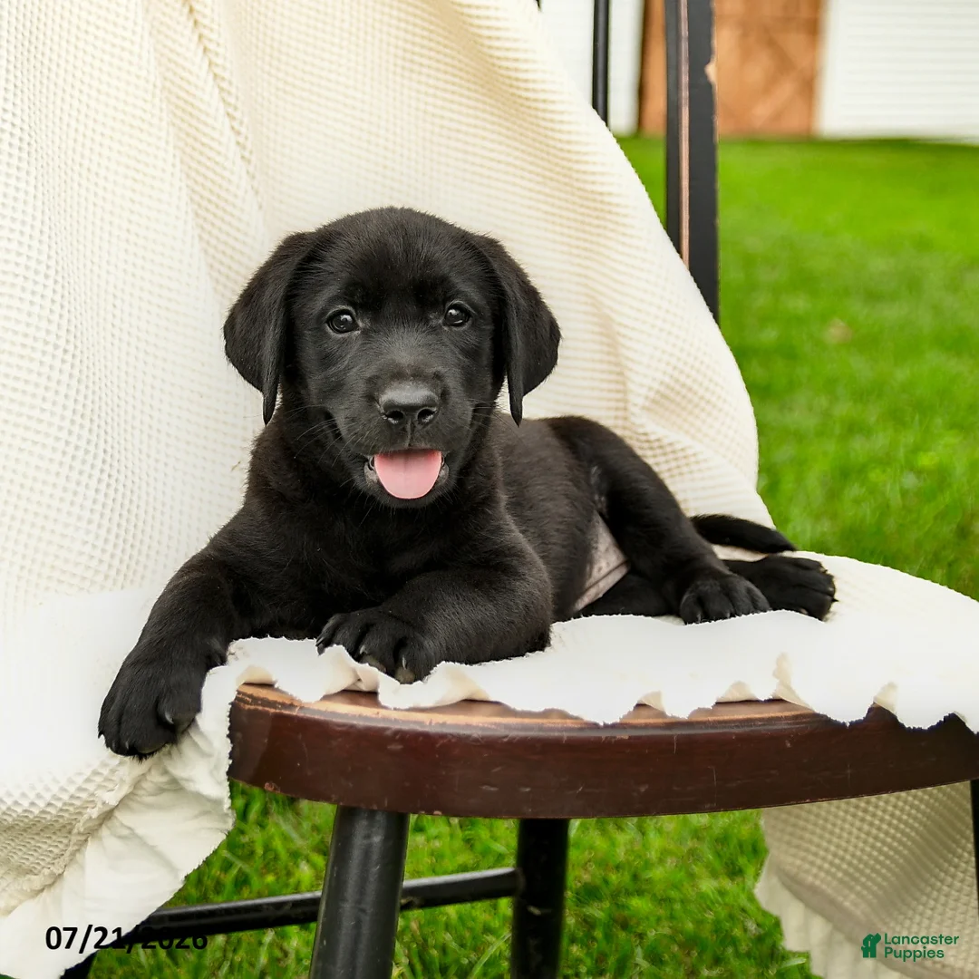 Labrador Retriever dogs for sale: Lyla - Ad 2