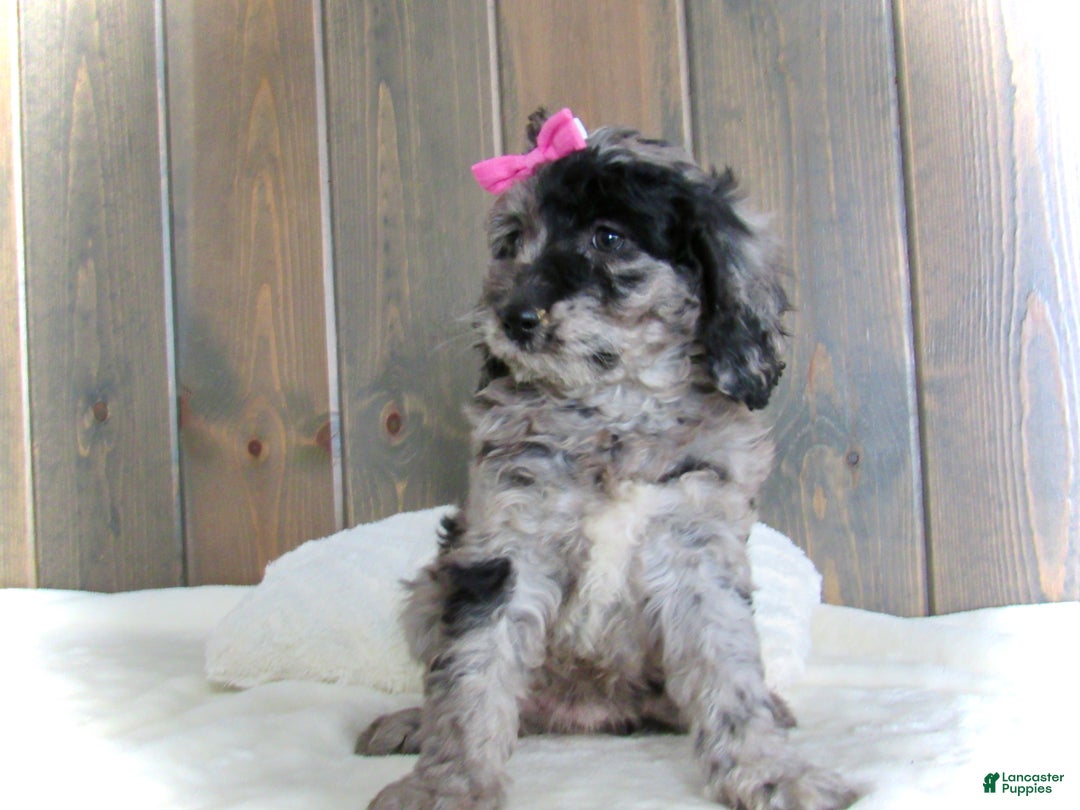 Mini Goldendoodle dogs for sale: Ellie - Ad 7