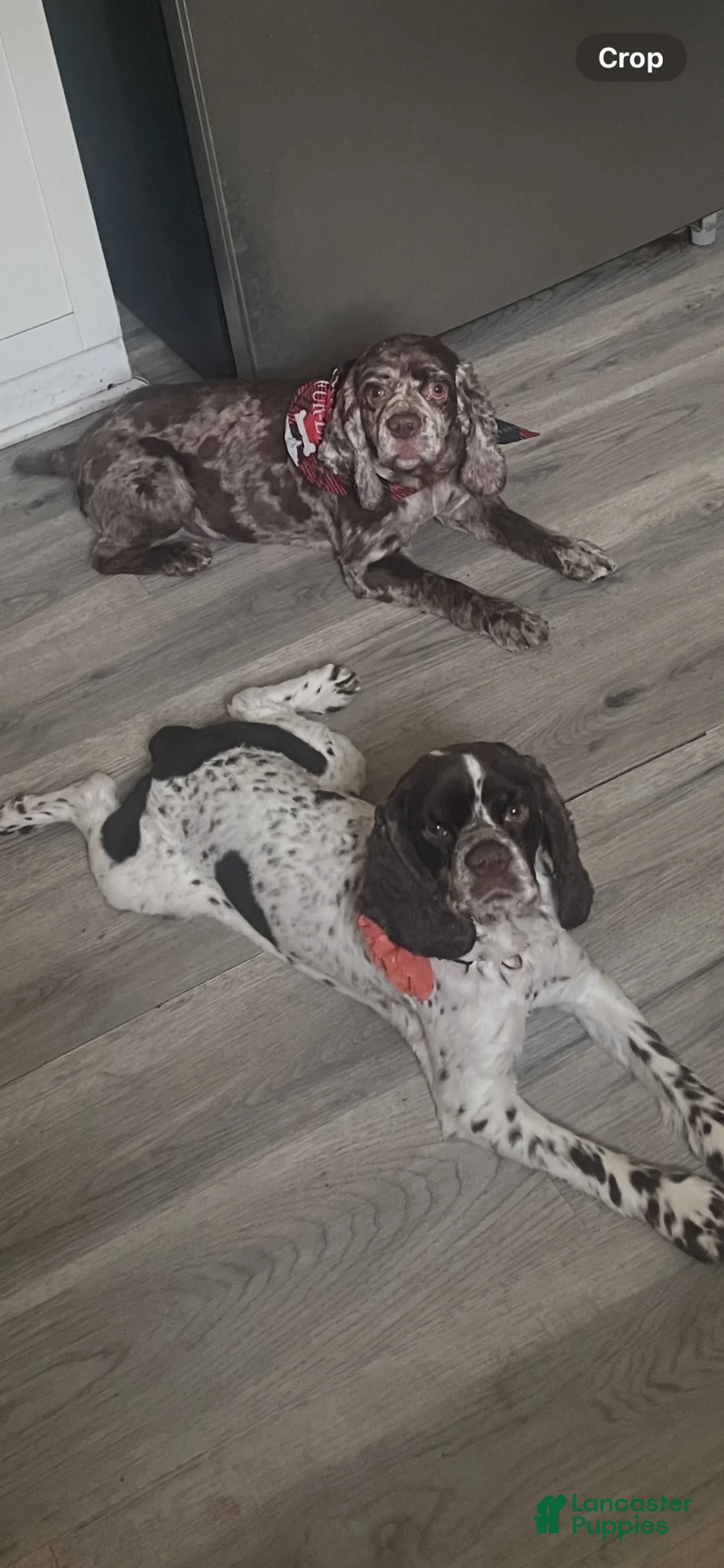 Cocker Spaniel dogs for sale: Cocker Spaniel 5 - Ad 2
