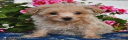 Maltipoo dogs for sale: Sofia - Ad 3
