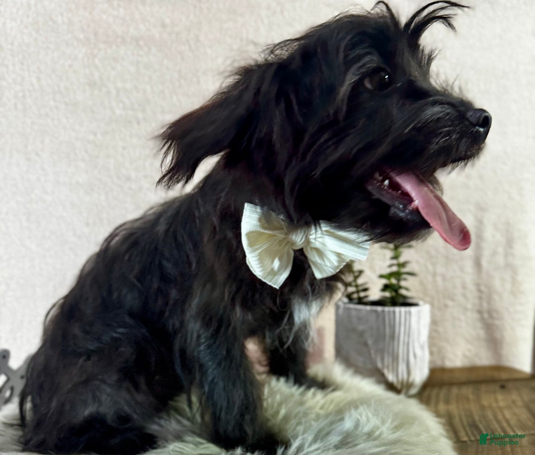 Yorkiepoo dogs for sale: Bennett - Ad 14