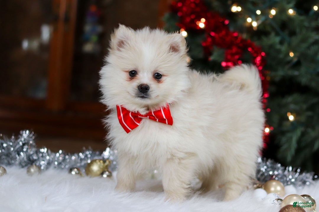 Pomeranian dogs for sale: Bowie - Ad 6