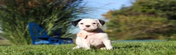 Boxer dogs for sale: Bonnie - Ad 5