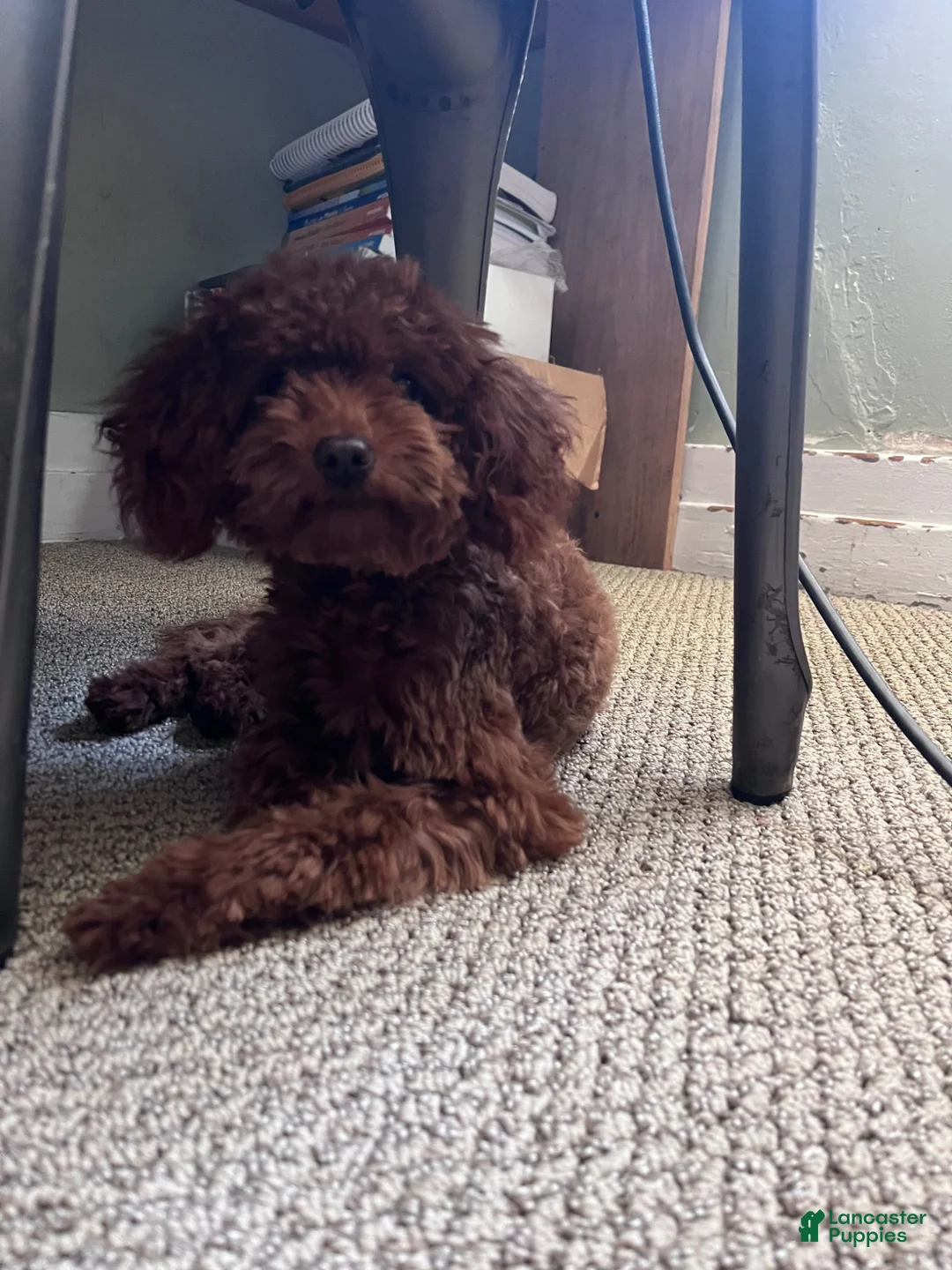 Toy Poodle dogs for sale: Toy Poodle Puppy 1 - Ad 5
